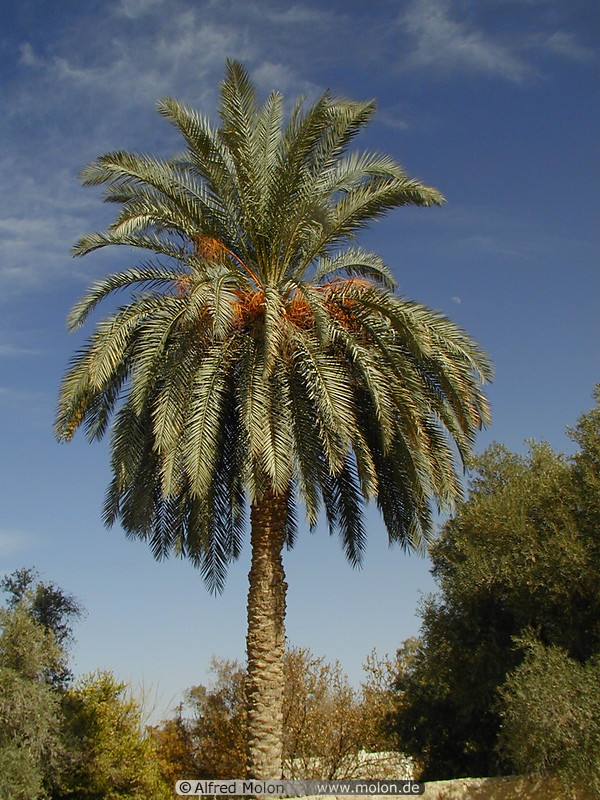 Date palm tree picture. Farafra Oasis, Egypt